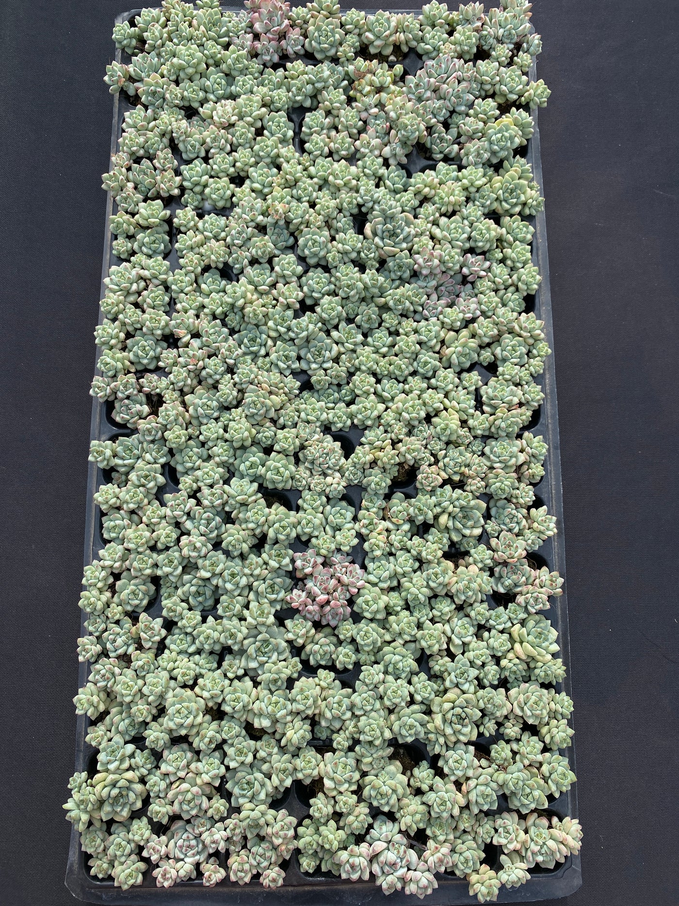 多肉植物 キャラメルエルフ 105株セット 品番AB0143