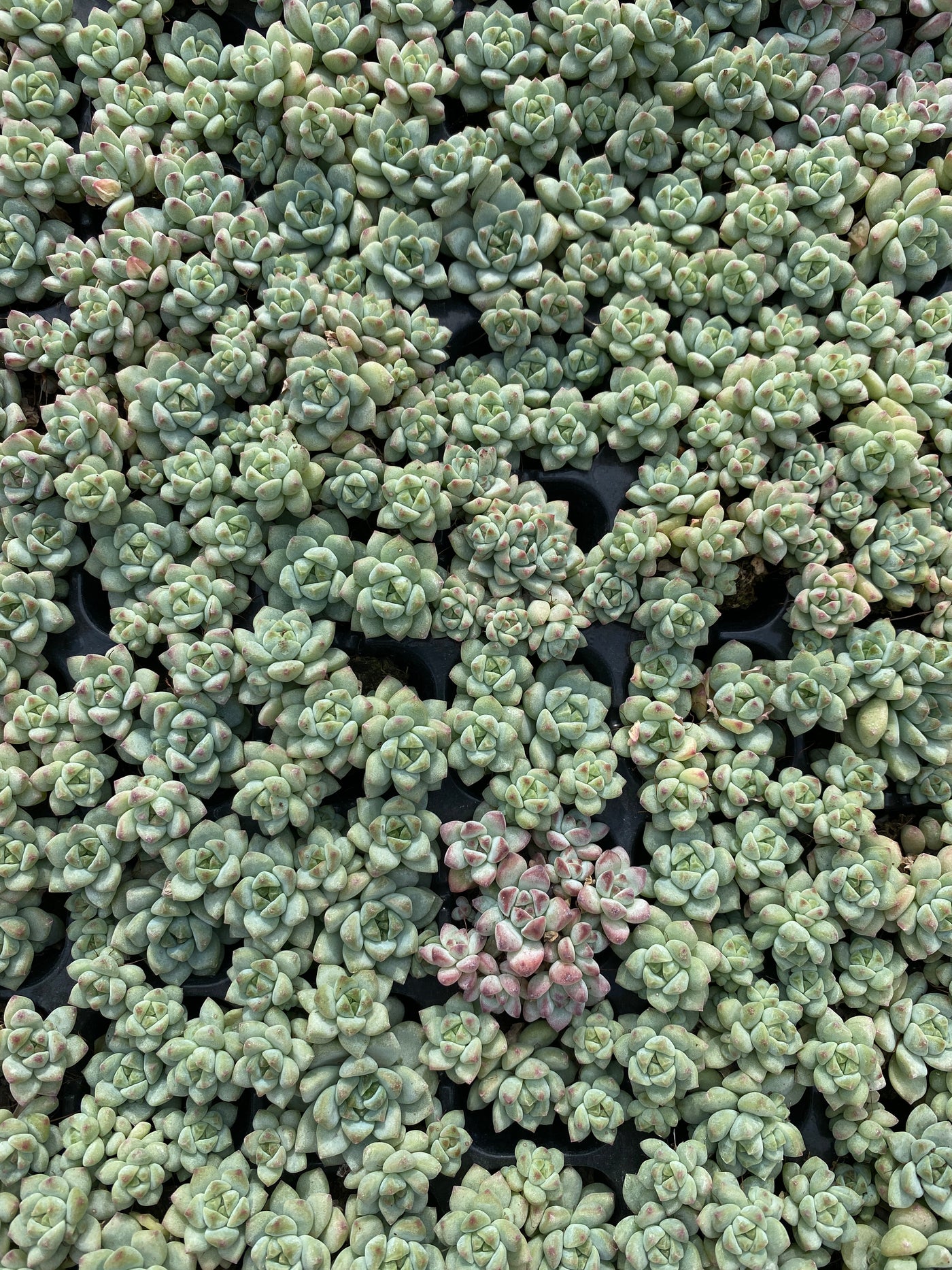 多肉植物 キャラメルエルフ 105株セット 品番AB0143