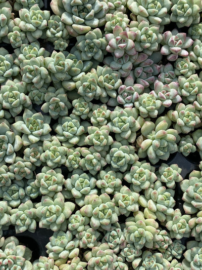 多肉植物 キャラメルエルフ 105株セット 品番AB0143