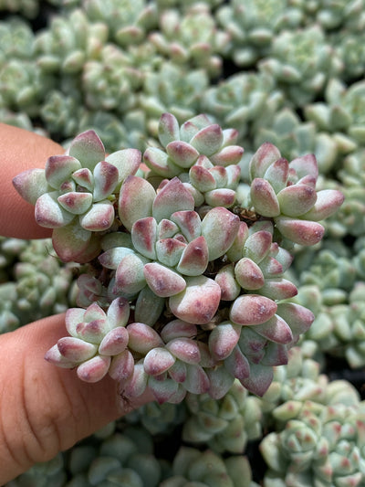 多肉植物 キャラメルエルフ 105株セット 品番AB0143