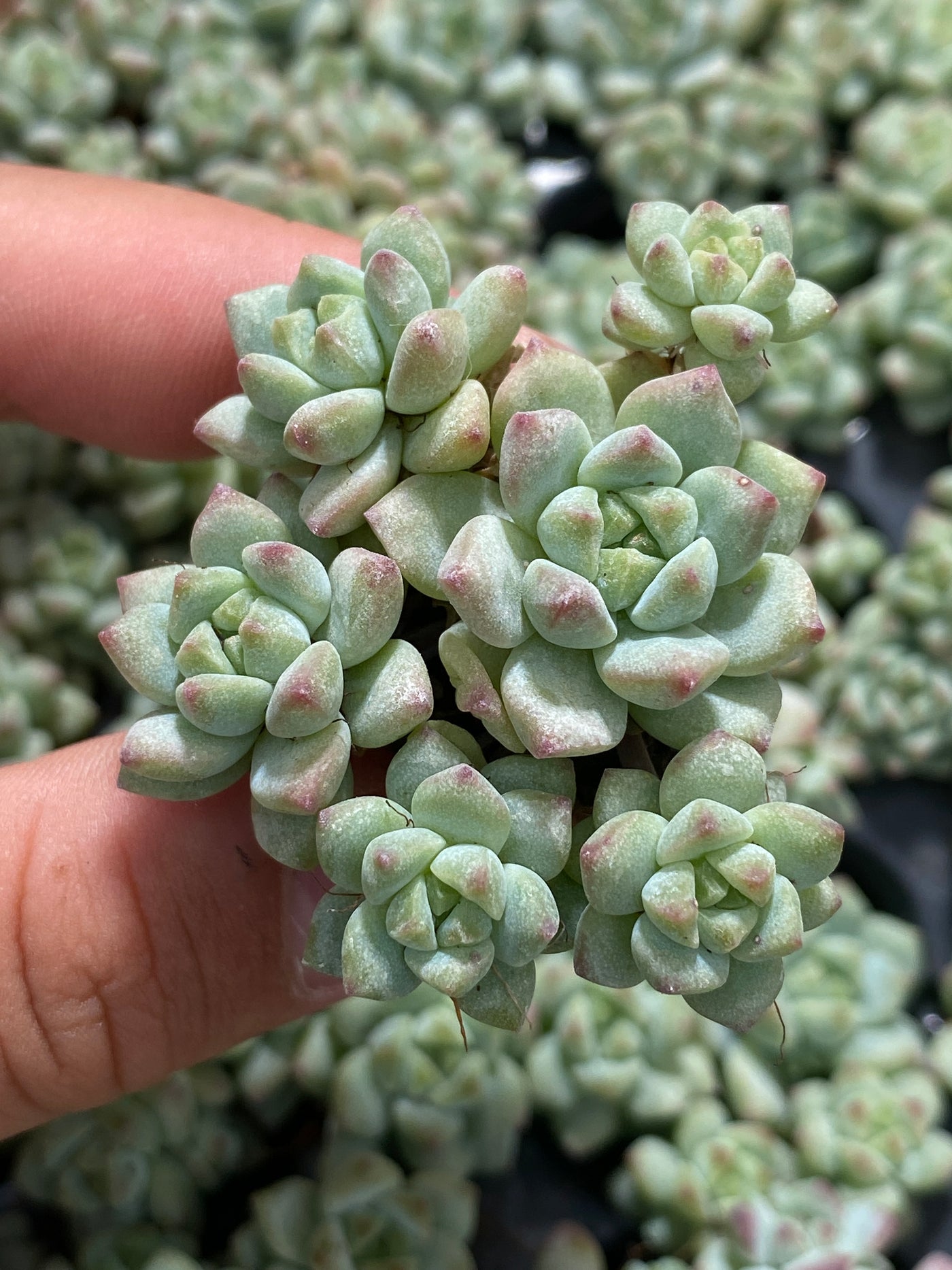 多肉植物 キャラメルエルフ 105株セット 品番AB0143