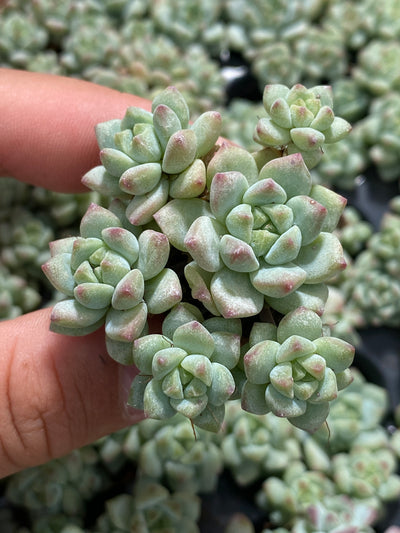多肉植物 キャラメルエルフ 105株セット 品番AB0143