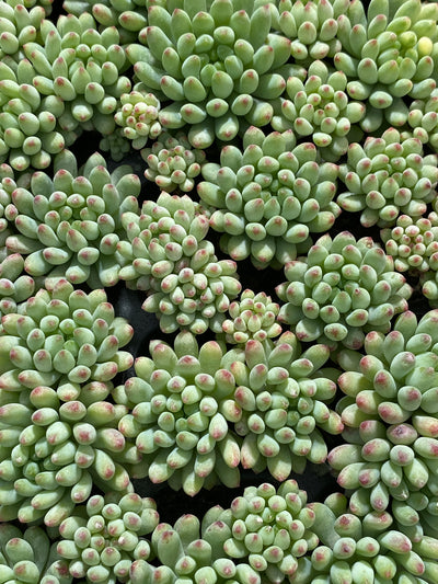 多肉植物 ハナビ 105株セット 品番AB0013