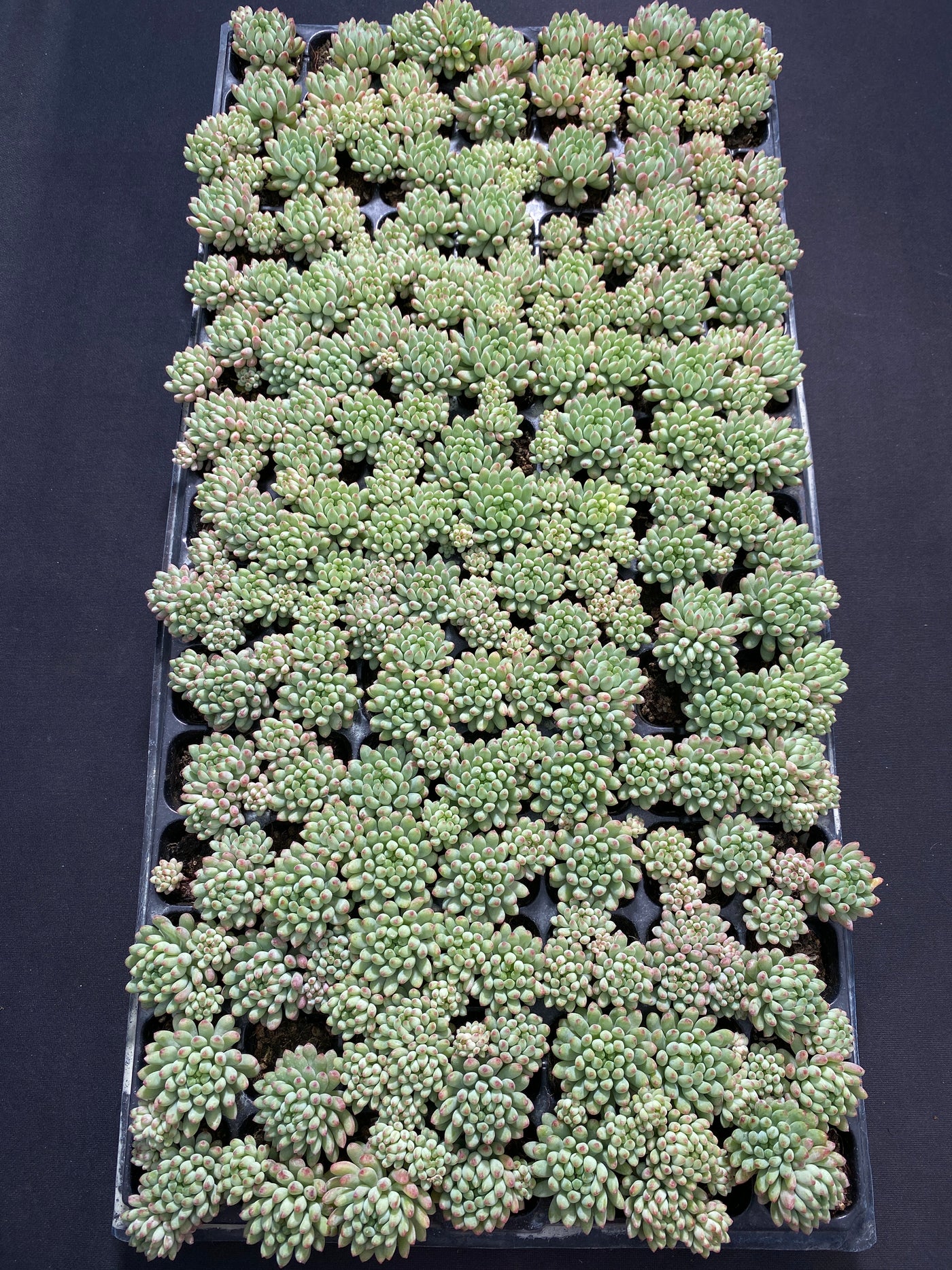 多肉植物 ハナビ 105株セット 品番AB0013