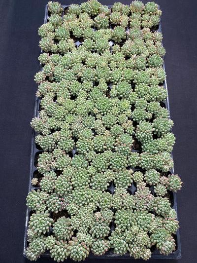 多肉植物 ハナビ 105株セット 品番AB0013