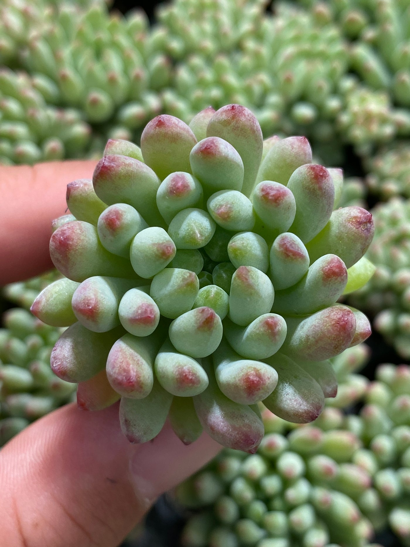 多肉植物 ハナビ 105株セット 品番AB0013