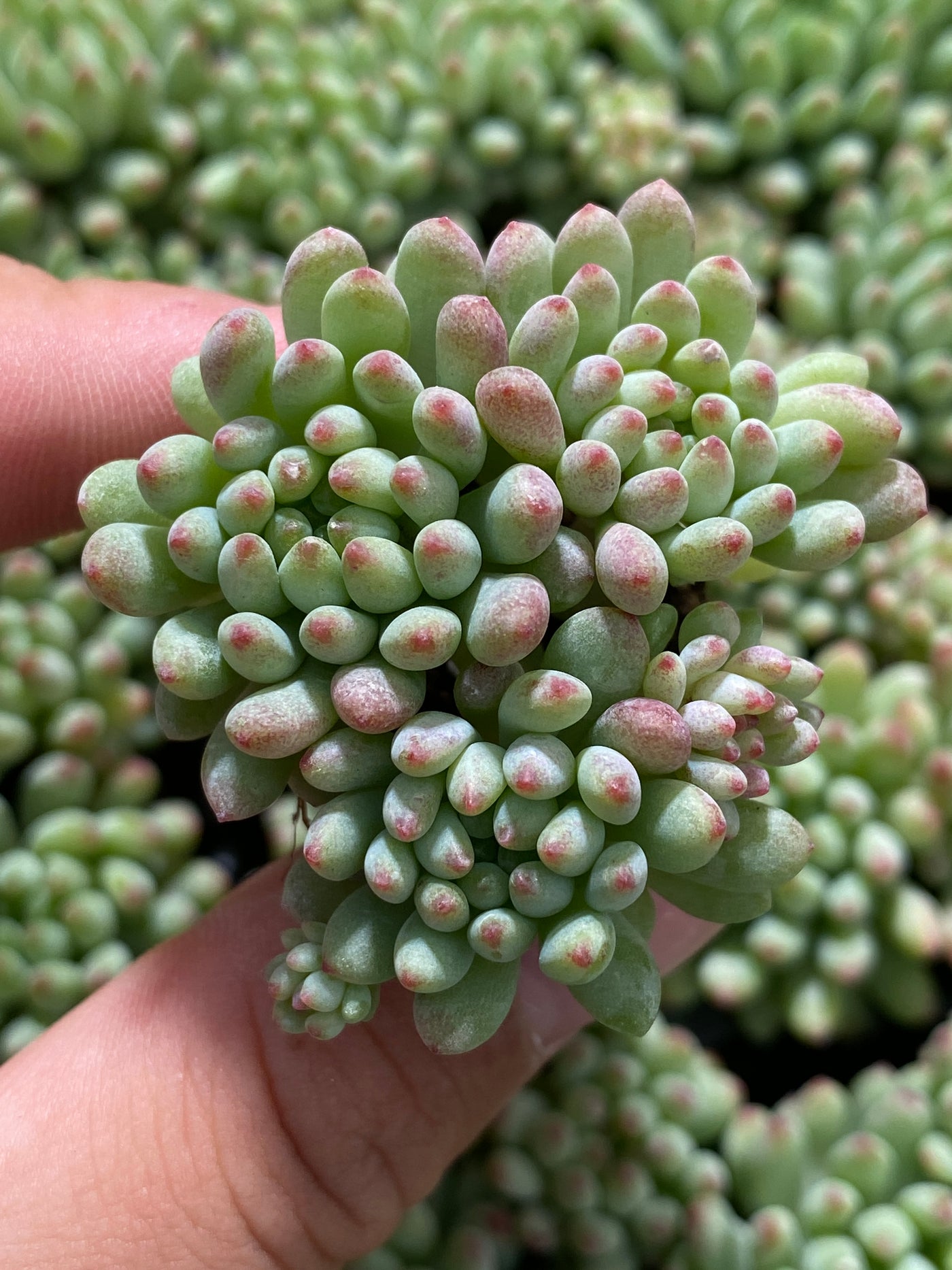 多肉植物 ハナビ 105株セット 品番AB0013