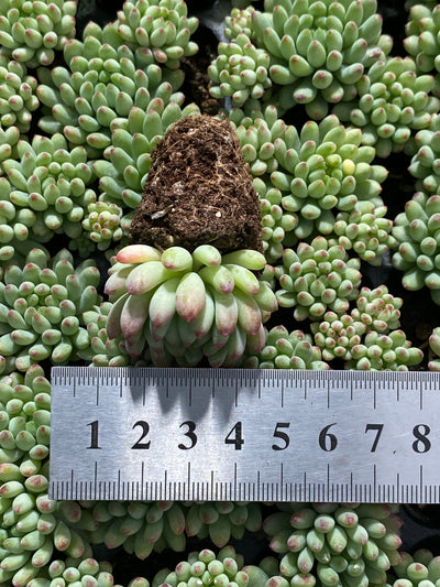 多肉植物 ハナビ 105株セット 品番AB0013