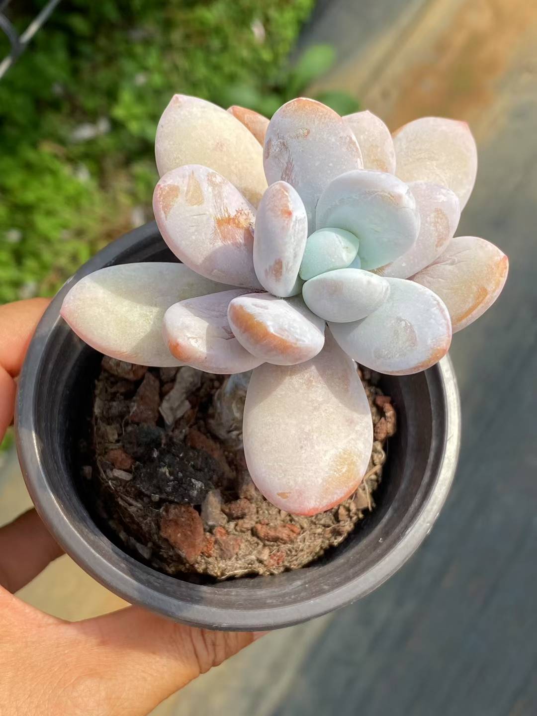 多肉植物 ユキビジン 30株セット 3号鉢 品番AA00074