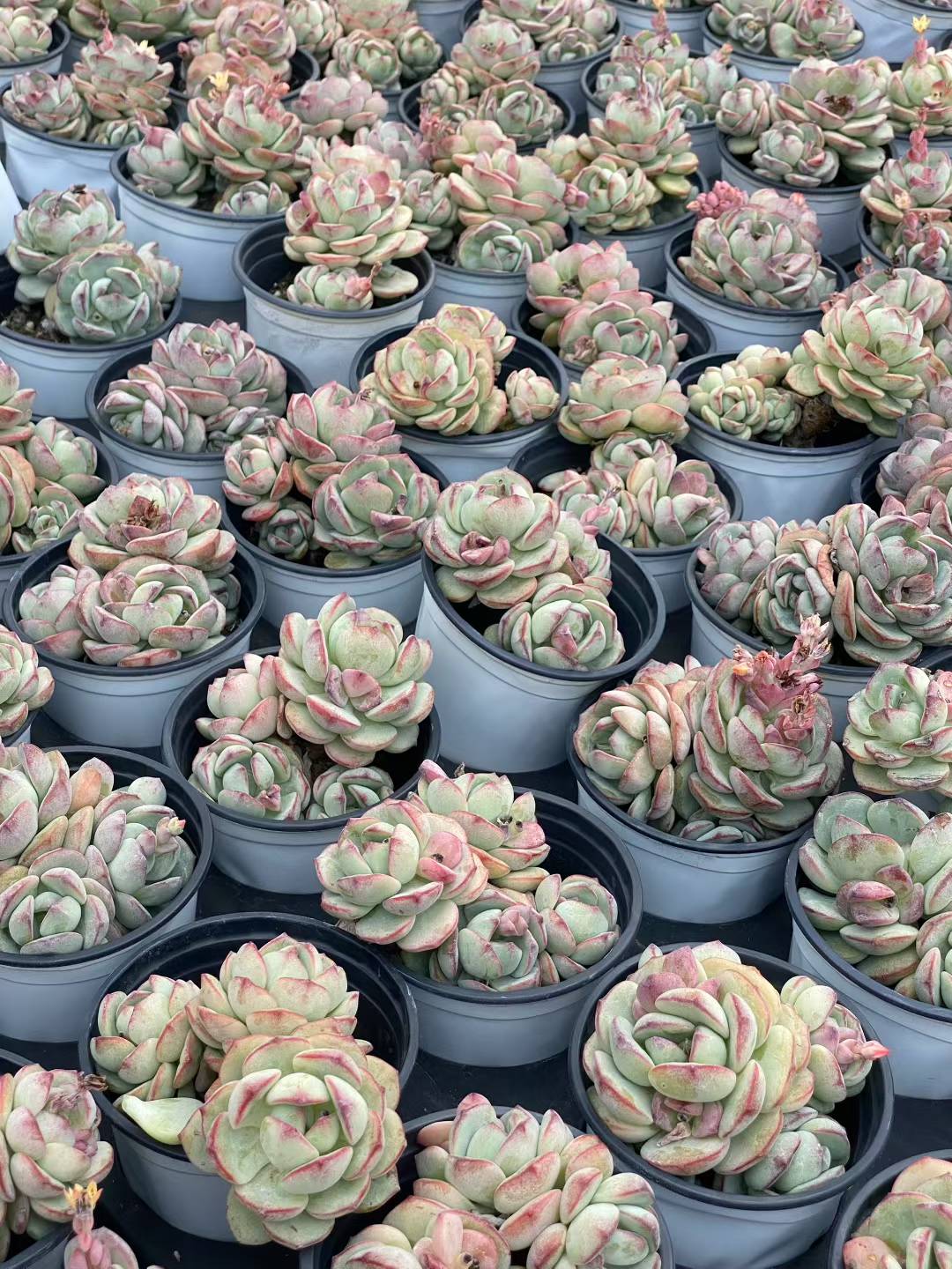 多肉植物 バニラ 30株セット 3号鉢 品番AA00091