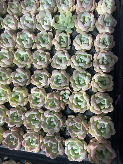 多肉植物 23k25 105株セット 品番AB0113