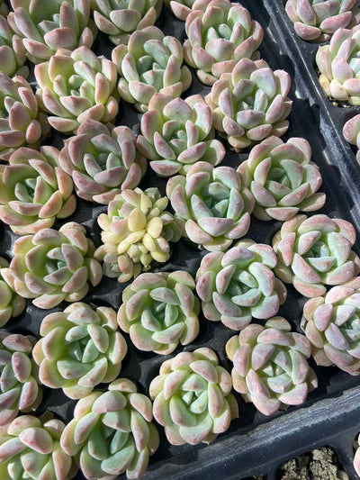 多肉植物 23k25 105株セット 品番AB0113
