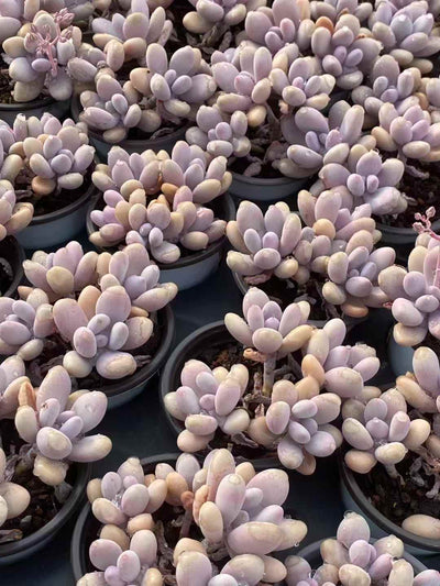 多肉植物 ピーチエッグ 30株セット 3号鉢 品番AA00041