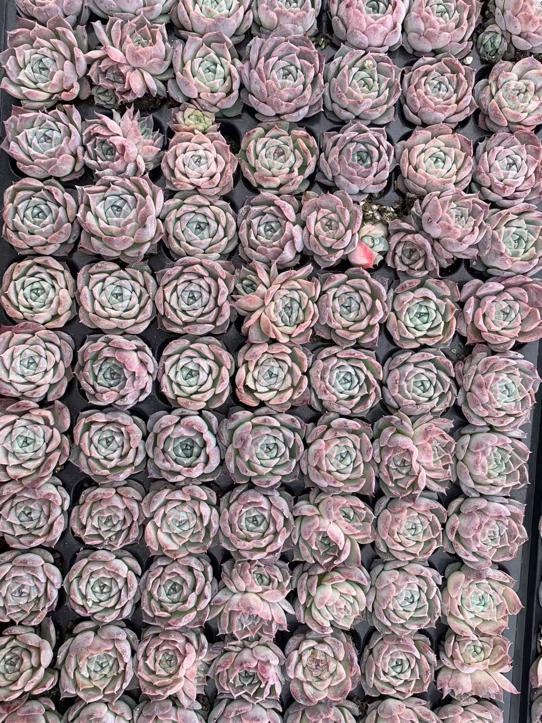多肉植物 ポセイドン 105株セット 品番AB0214