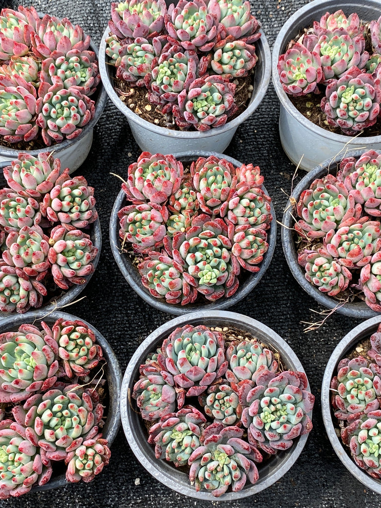 このか様♡専用ページ♡計4点♡多肉植物 TH681 多肉植物 （15株）セット – 花のパッセージ