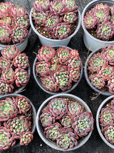 TH681     多肉植物     （15株）セット