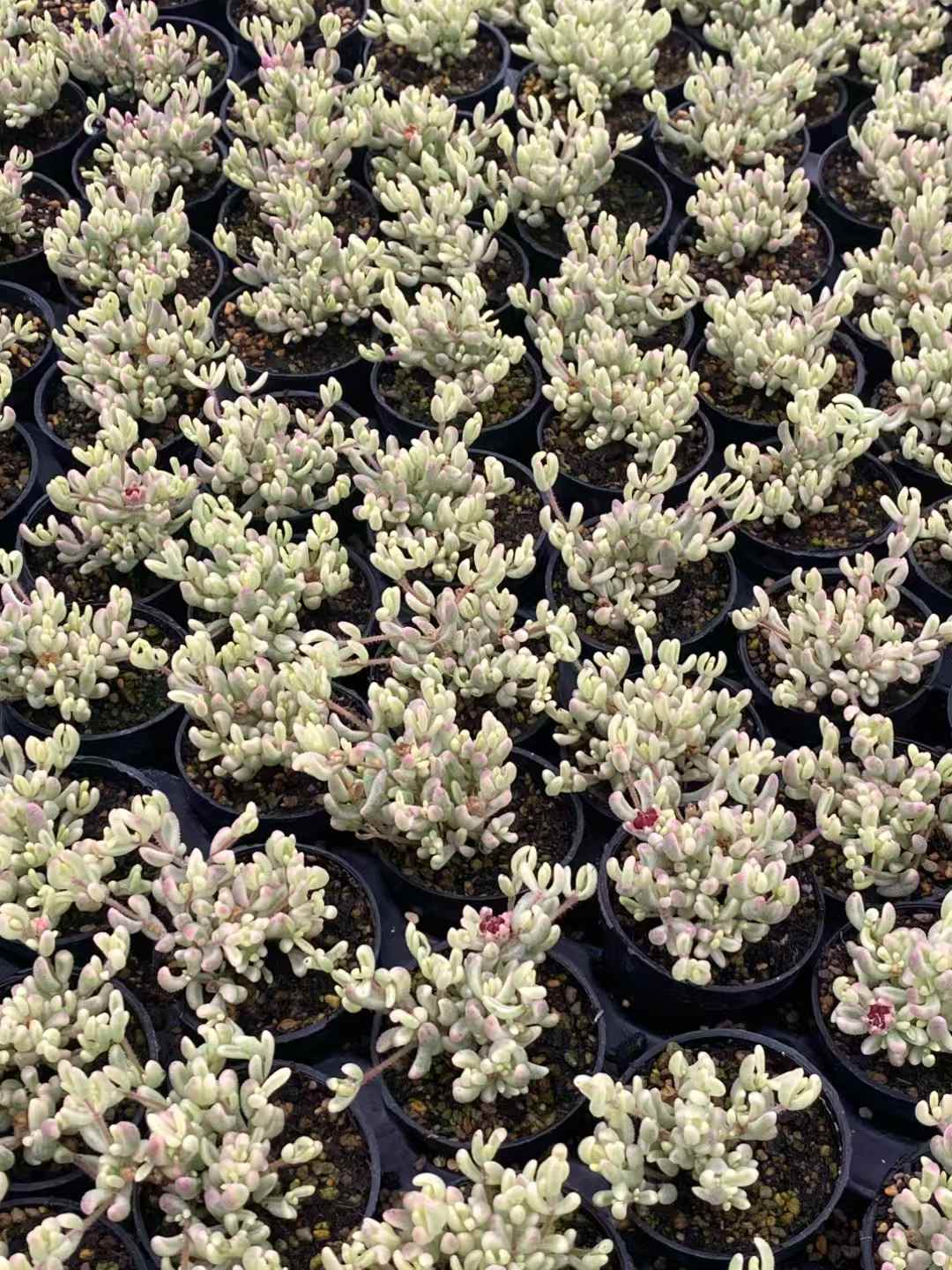 多肉植物 ルビー・ニシキ 50株セット 2号鉢 品番AA00005