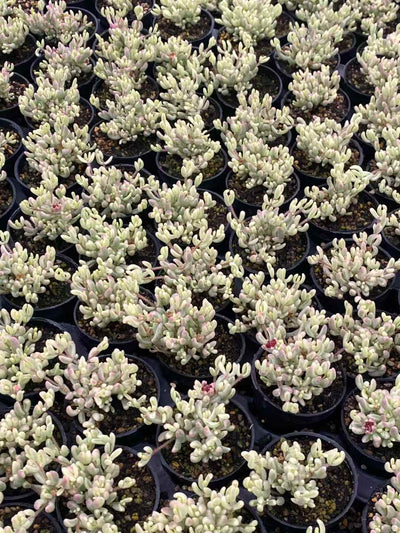 多肉植物 ルビー・ニシキ 50株セット 2号鉢 品番AA00005