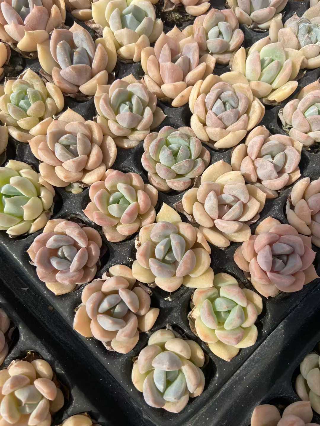多肉植物 23k52 128株セット 品番AB0123