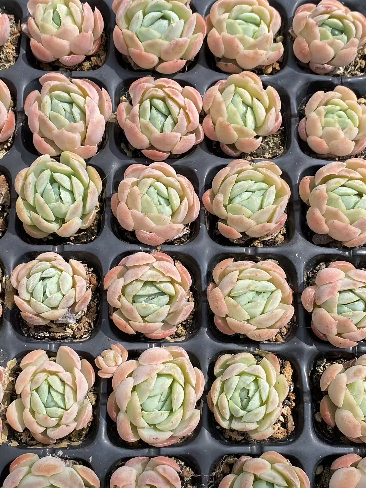 多肉植物 ベリー 72株セット 品番AB0081
