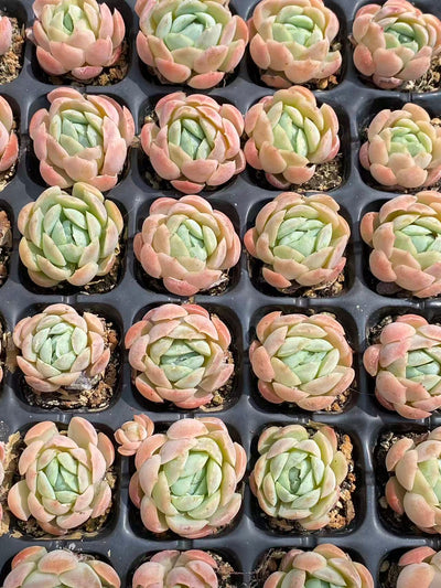 多肉植物 ベリー 72株セット 品番AB0081