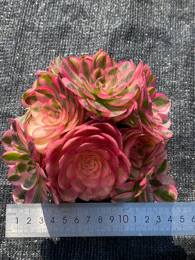 TH690     多肉植物   ピンクウィッチ錦  （12株）セット