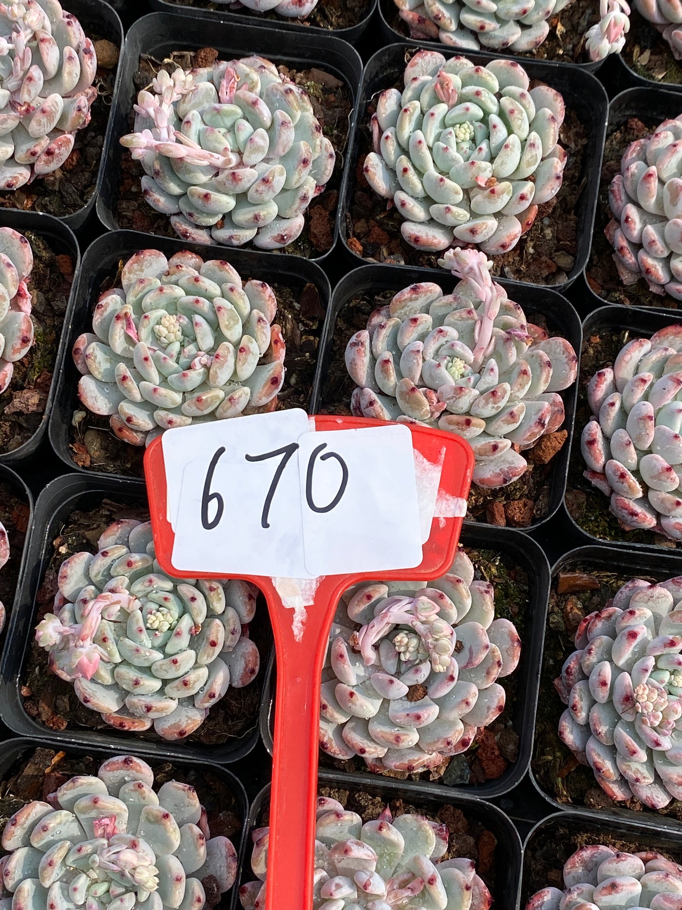 TH670     多肉植物     （30株）セット