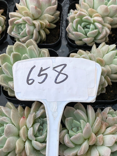 TH658     多肉植物     （24株）セット