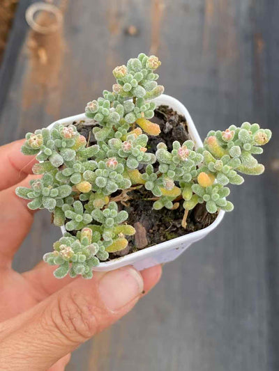 多肉植物 アイスクリスタル 50株セット 2号鉢 品番AA00002