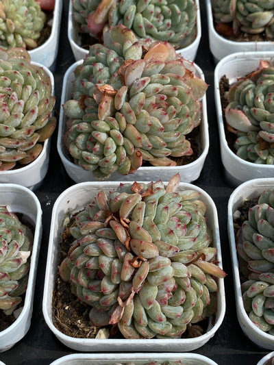 TH693     多肉植物   ホーニー  （30株）セット