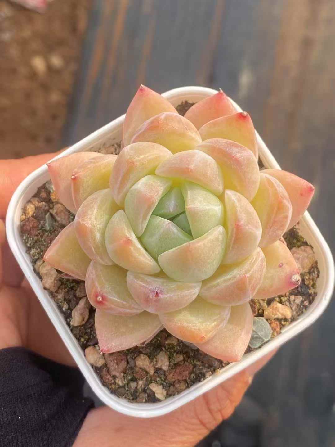 多肉植物 ダイヤモンドジェニー 50株セット 2.5号鉢 品番AA00008