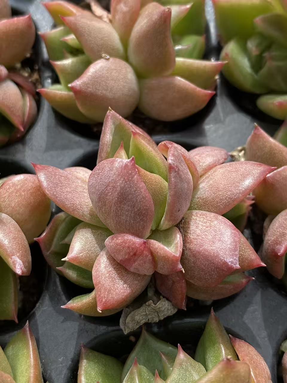 多肉植物 ヒョウタン 128株セット 品番AB0087