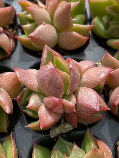 多肉植物 ヒョウタン 128株セット 品番AB0087