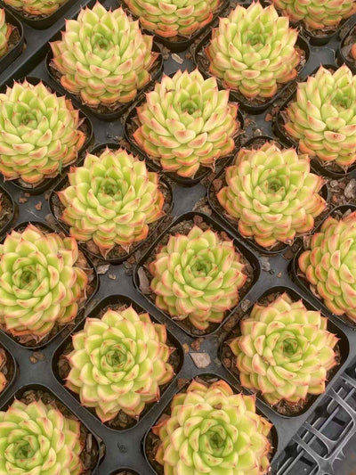 多肉植物 フラッシュ 50株セット 2.5号鉢 品番AA00015