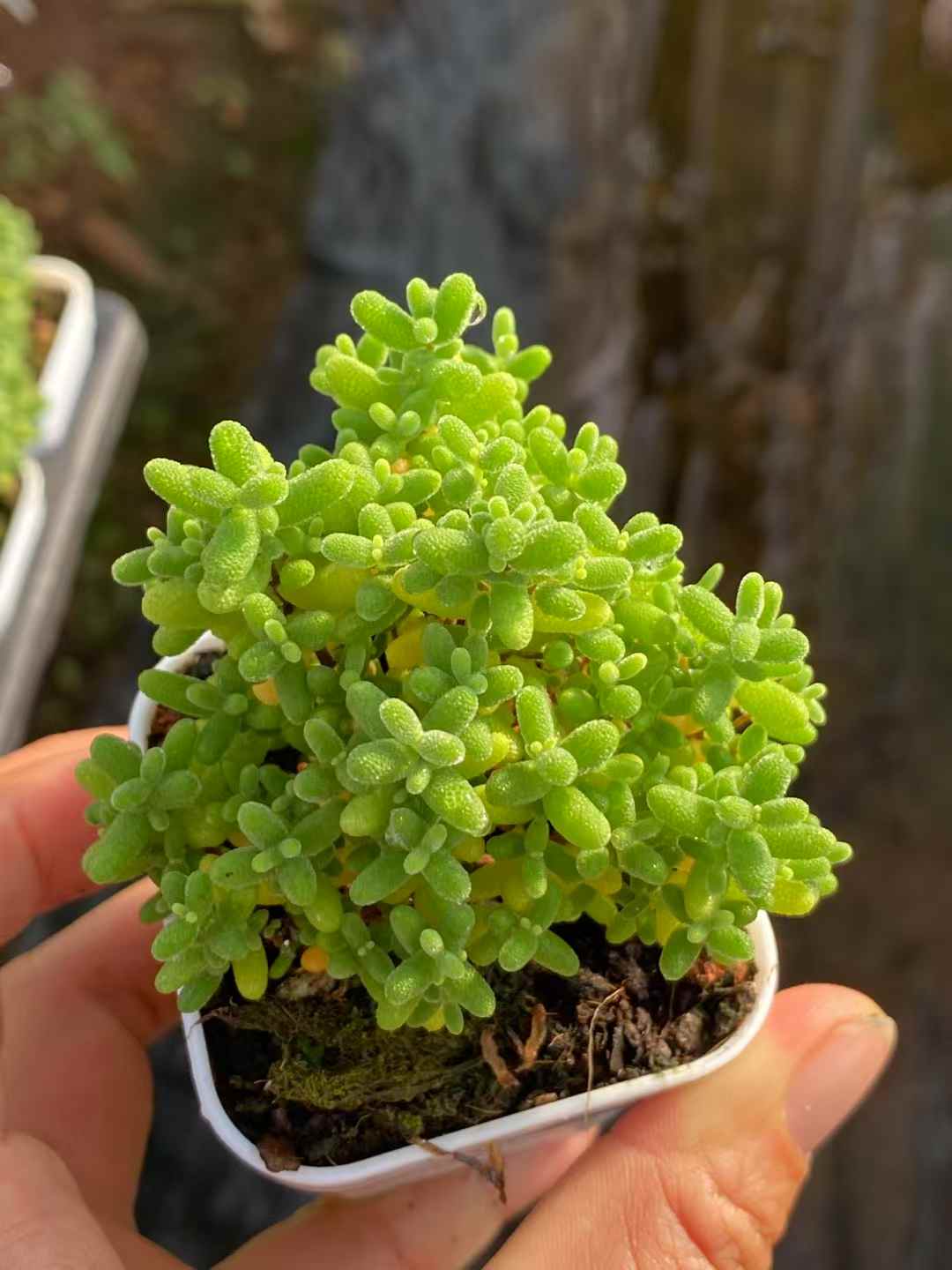 多肉植物 シュガー 50株セット 2号鉢 品番AA00001