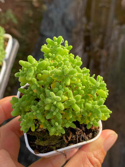 多肉植物 シュガー 50株セット 2号鉢 品番AA00001