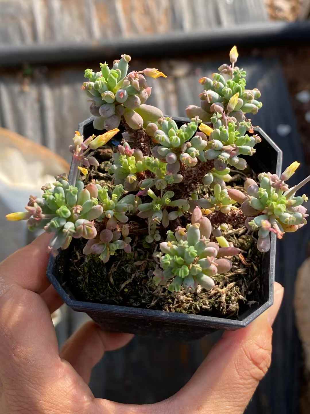 多肉植物 ボウヨウオキザリス 50株セット 2.5号鉢 品番AA00025