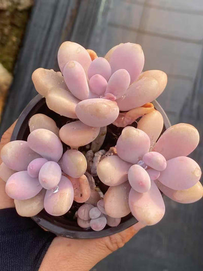 多肉植物 ピーチエッグ 30株セット 3号鉢 品番AA00041