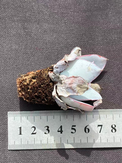 多肉植物 カンテ 72株セット 品番AB0101