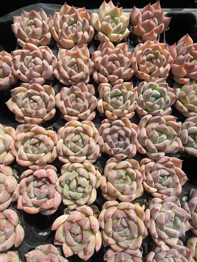 多肉植物 23k10 105株セット 品番AB0114