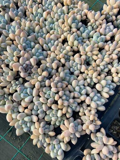多肉植物 フンコウスイ 105株セット 品番AB0109