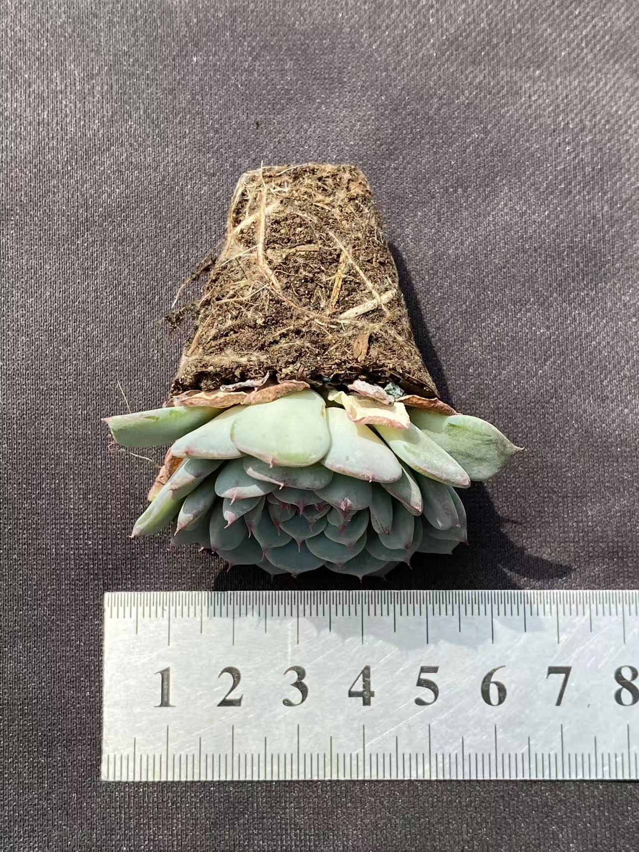 多肉植物 シラヒメレン 72株セット 品番AB0077