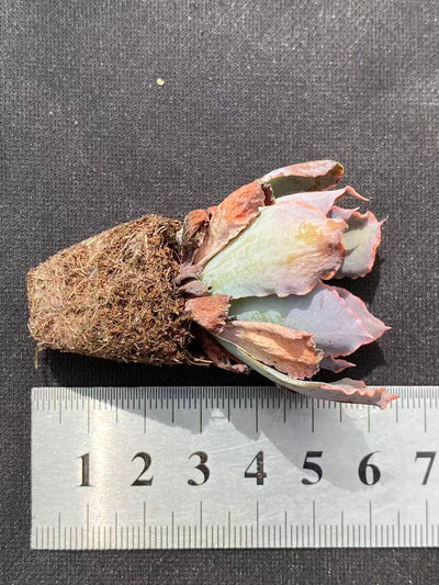 多肉植物 バンブ 105株セット 品番AB0094
