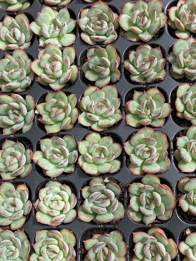 多肉植物 ハスハナ 128株セット 品番AB0092