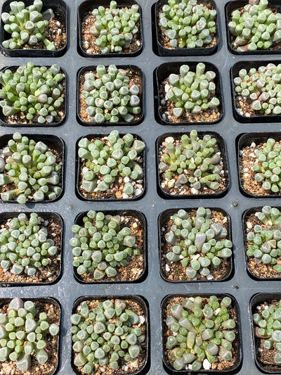 TH676     多肉植物   五十鈴玉  （49株）セット