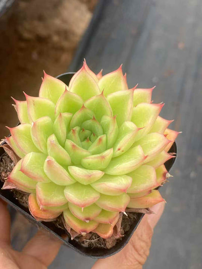 多肉植物 フラッシュ 50株セット 2.5号鉢 品番AA00015
