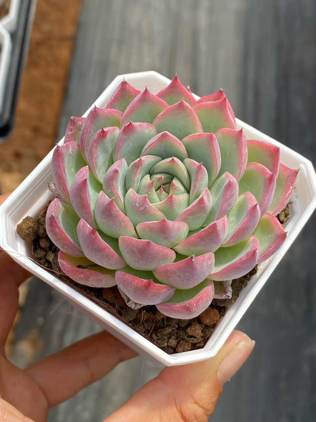 多肉植物 ピンククリスタル 50株セット 2.5号鉢 品番AA00062