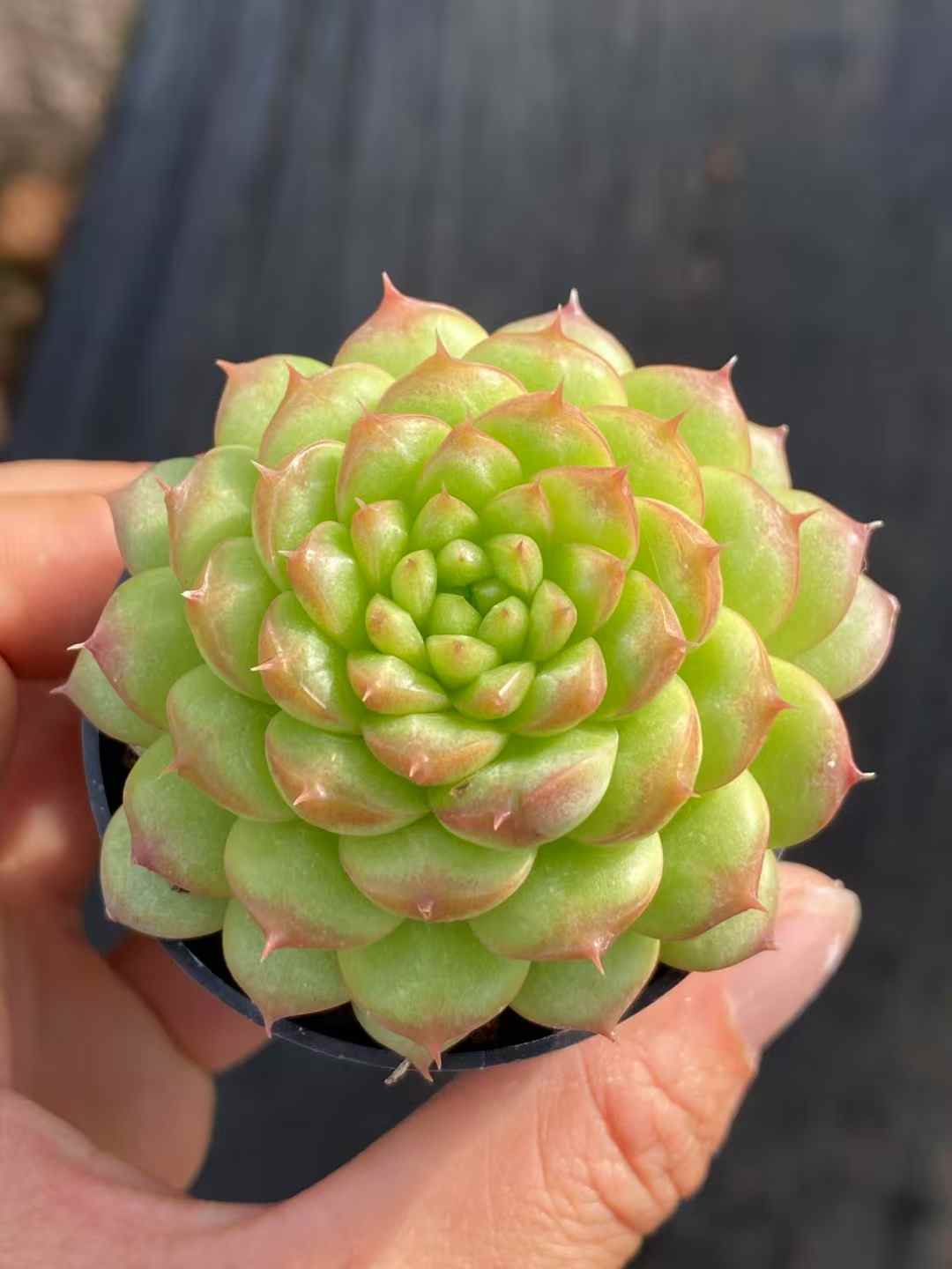 多肉植物 グリーンサブマリーナ 30株セット 2号鉢 品番AA00004