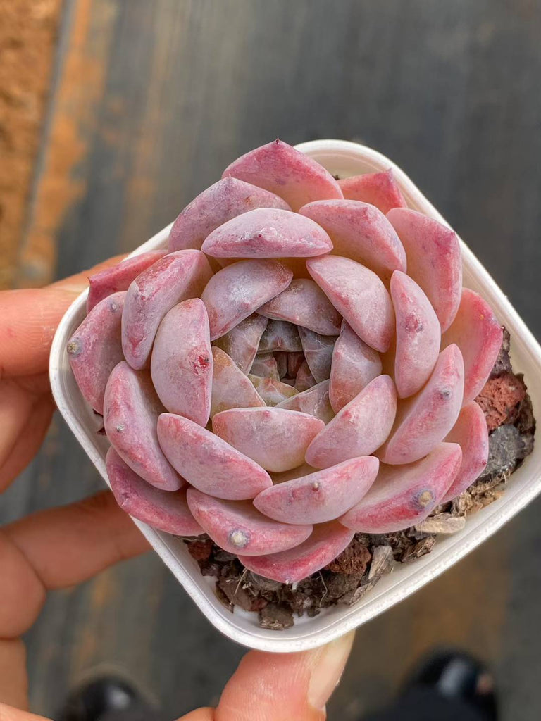 多肉植物 アイスドール 50株セット 2.5号鉢 品番AA00056 – 花のパッセージ