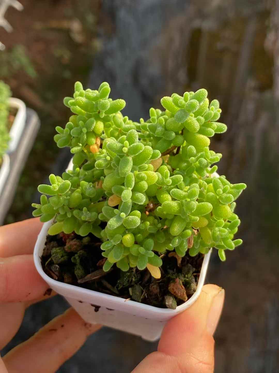 多肉植物 シュガー 50株セット 2号鉢 品番AA00001